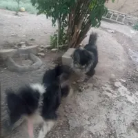 سگ قدرجونی نژاد خاسگری