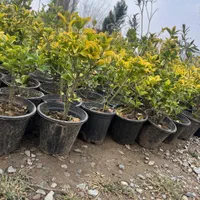 شمشاد طلایی فقط ۲۵|خدمات باغبانی و درختکاری|تهران, شهرک استقلال|دیوار