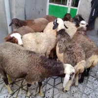 گوسفند‌ چاق‌ کشتاری|حیوانات مزرعه|بروجرد, |دیوار