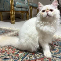 گربه پرشین سفید|گربه|تهران, مهرآباد جنوبی|دیوار