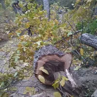 خرید انواع درخت و چوب|خدمات باغبانی و درختکاری|تویسرکان, |دیوار