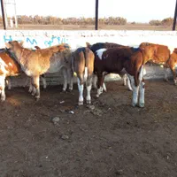 سیمینتال نر اصیل استان گلستان|حیوانات مزرعه|شیراز, احمدآباد|دیوار