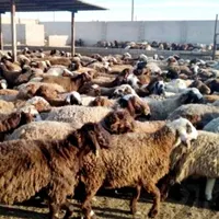 فروش گوسفند زنده بره جهت نذری.عقیقه ومصارف خانگی|حیوانات مزرعه|اصفهان, لاله|دیوار