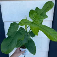 فروش ۱۰ نژاد گل آپارتمانی فیلودندرون|گل و گیاه طبیعی|ساری, |دیوار