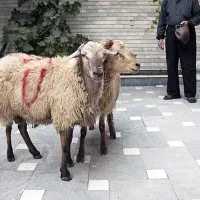 پروار بندی و گوسفند زنده ی سلامت