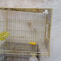 قفس سره قناری