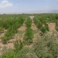 فروش باغ۱۰۰۰ متری|فروش دفتر صنعتی، کشاورزی، تجاری|تهران, ارم|دیوار