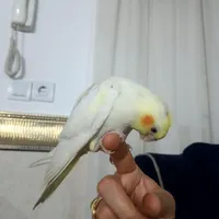 گمشده