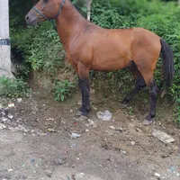 اسب باری سواری گله دار