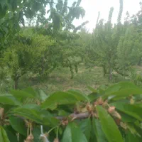 فروش باغ ۱۰۰۰ متری شهرکرد منطقه آزاد پل زمانخان|فروش زمین و ملک کلنگی|اهواز, پردیس|دیوار