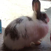 خرگوش