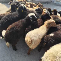 دام سرای فروش زنده دام کلیه مناطق تهران-|حیوانات مزرعه|تهران, سهروردی|دیوار