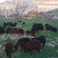 گوسفند زنده نژادها مغان افشاری تمام تهران باقصاب|حیوانات مزرعه|تهران, نیروی هوایی (پیروزی)|دیوار