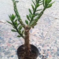 فروش  زیر ۱۰۰هزار تومان