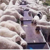 گوسفند زنده و بره