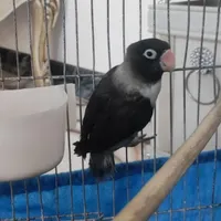 گمشده پرنده طوطی برزیلی