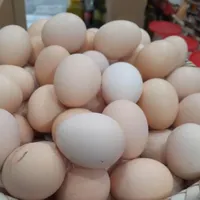 پخش مرغ اردک غاز بوقلمون بلدرچی.ن و ...|خوردنی و آشامیدنی|زنجان, |دیوار