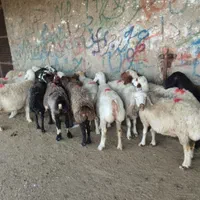 همه نوع گوسفند کشتاری بصورت تکی|حیوانات مزرعه|بروجرد, |دیوار