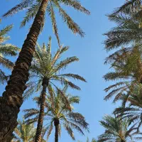 پروژه های ساخت و ساز تامین نخل پالم|پیشفروش املاک|ایلام, |دیوار