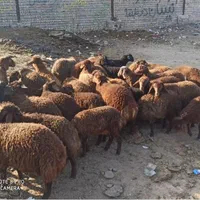 گوسفند زنده باباسکول درب منزل با پلاک بهداشتی|حیوانات مزرعه|کرج, عظیمیه|دیوار