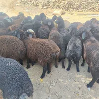 زنده. قپان فروشی. دام زنده گوسفند ،جهت قربونی،|حیوانات مزرعه|تهران, گلستان (شهرک راه آهن)|دیوار