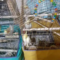 عروس هلندی|پرنده|اراک, |دیوار