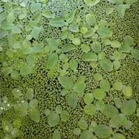 انواع گیاهان آکواریومی مقاوم و بدون نیاز به CO2|ماهی|تهران, گلستان (شهرک راه آهن)|دیوار