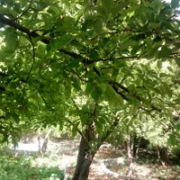 ویلا. باغ. سوئیت در سپیدان سربست|اجارهٔ کوتاه‌مدت ویلا و باغ|شیراز, گویم|دیوار