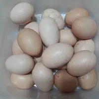 تخم مرغ بومی تازه