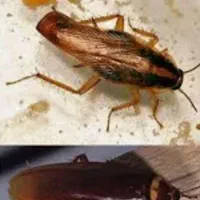 سم پاشی کامل کشنده سوسک آمریکای ساس وکنه