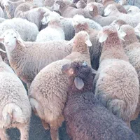زنده قپان گوسفند زنده باقصاب|حیوانات مزرعه|تهران, نیروی هوایی (پیروزی)|دیوار