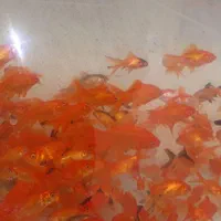 ماهی کپور. قرمز. کوی.|ماهی|سمنان, |دیوار