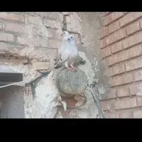 سلام یک بچ شامی کاکی ازم رفته سرداراباد