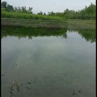 بچه ماهی استخری کپور قرمز|ماهی|رشت, سعدی (تختی)|دیوار