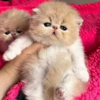 بچه گربه های ناناز|گربه|رشت, شهریاران|دیوار