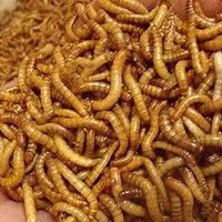 میلورم و سوپرورم(خشک،زنده) جیرجیرک