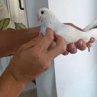 ک‌‌فتر ماده غریب