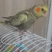 گمشده عروس هلندی