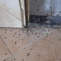شرکت سمپاشی ثناریشه کنی انواع حشرات صددر صدتضمینی
