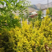 اجاره روزانه سوئیت ویلایی کردان برغان|اجارهٔ کوتاه‌مدت ویلا و باغ|کرج, برغان|دیوار