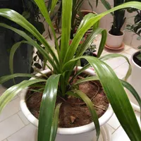 گل طبیعی با گلدان وخاک برگ گلخونه ای