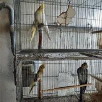 عروس هلندی،مرغ عشق،فنچ|پرنده|نور, |دیوار