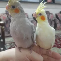 طوطی گم شده