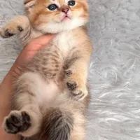 گربه های گلد اشرافی ( مجموعه تخصصی گلد iran cats (