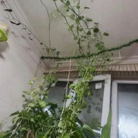 گل طبیعی کاملا شاداب شمشیری سانسوریا بلند|گل و گیاه طبیعی|تهران, سبلان (لشگر)|دیوار