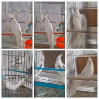 عروس هلندی درتمام سنین سریلاکی تازه دونخورجفت مولد|پرنده|تبریز, |دیوار