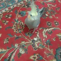 گمشده