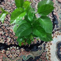 ۴عدد گل پتوس سانسوریا اگلونما زیر قیمت|گل و گیاه طبیعی|تهران, طیب|دیوار