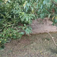 زمین مسکونی 380متر با پروانه ساخت سند دار|فروش زمین و ملک کلنگی|رشت, دیلمان|دیوار
