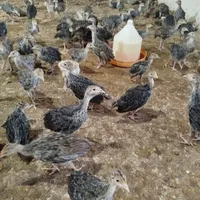 فروش جوجه بوقلمون چهل روزه|حیوانات مزرعه|تبریز, |دیوار